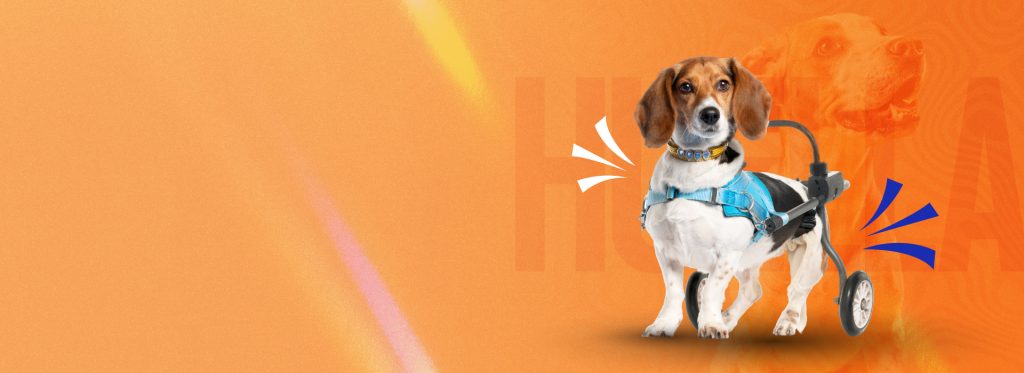 Dejando huella Pet Day Solidario